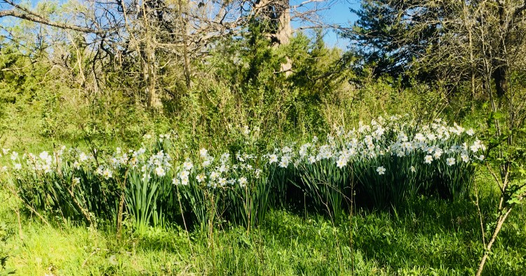 Chase County, KS flowers